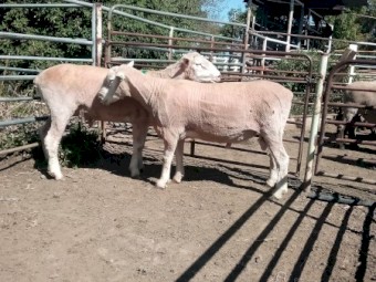2 Poll Dorset Rams