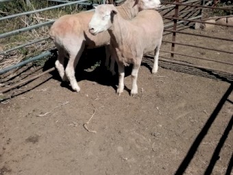 2 Poll Dorset Rams