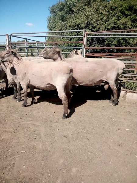 8 Southdown X Black Suffolk Rams