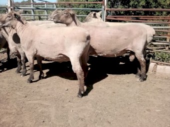 8 Southdown X Black Suffolk Rams