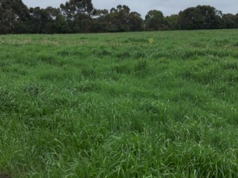 Annual Rye and Clover Hay