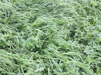 Annual Rye and Clover Hay