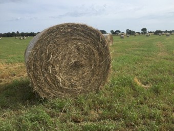 Annual Rye and Clover Hay