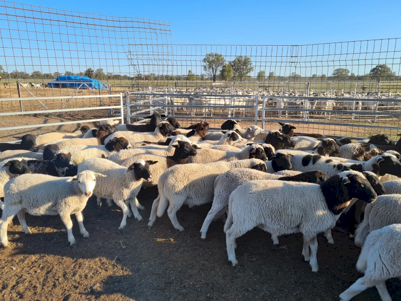 65 Dorper and Dorper X Wethers