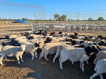 65 Dorper and Dorper X Wethers
