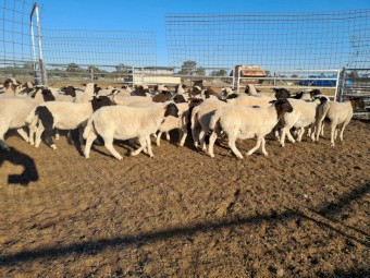 65 Dorper and Dorper X Wethers