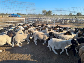 65 Dorper and Dorper X Wethers