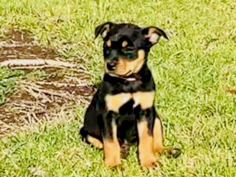 Kelpie Puppies