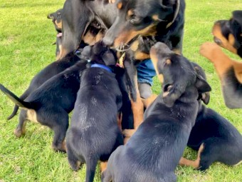 Kelpie Puppies