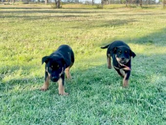 Kelpie Puppies
