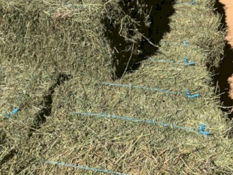 Lucerne Hay Small Squares 1st, 2nd & 3rd cut from 2020-21 + first cut from 2021-22 season.  Approx. 1000 bales all up.  Wanted to clear - Make an offer and come pick up. 