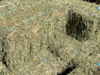 Lucerne Hay Small Squares 1st, 2nd & 3rd cut from 2020-21 + first cut from 2021-22 season.  Approx. 1000 bales all up.  Wanted to clear - Make an offer and come pick up. 