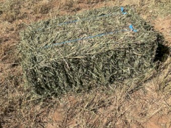 Lucerne Hay Small Squares 1st, 2nd & 3rd cut from 2020-21 + first cut from 2021-22 season.  Approx. 1000 bales all up.  Wanted to clear - Make an offer and come pick up. 