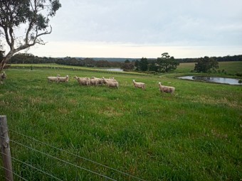 12 x quality Southdown ewes