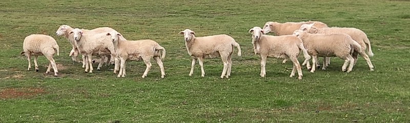 AUSTRALIAN WHITE EWE LAMB x 62 AUSSIE WHITE FUTURE BREEDERS EWE LAMBS