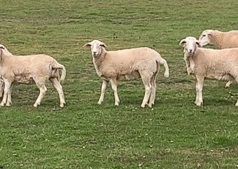 AUSTRALIAN WHITE EWE LAMB x 62 AUSSIE WHITE FUTURE BREEDERS EWE LAMBS