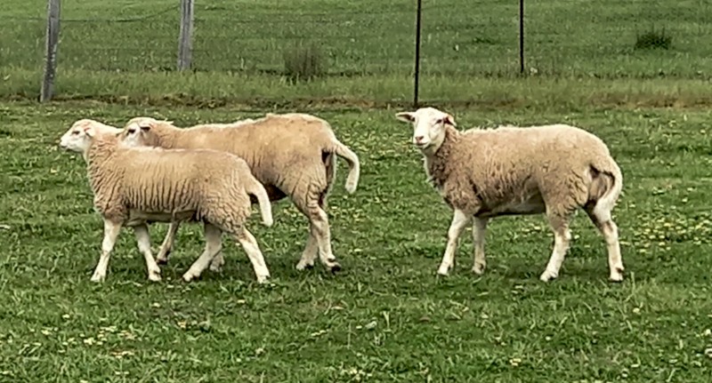 AUSTRALIAN WHITE EWE LAMBS x 11 AUSSIE WHITE TOP QUALITY FUTURE BREEDERS EWE LAMBS