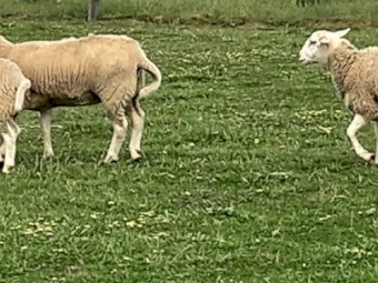 AUSTRALIAN WHITE EWE LAMBS x 11 AUSSIE WHITE TOP QUALITY FUTURE BREEDERS EWE LAMBS