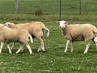 AUSTRALIAN WHITE EWE LAMBS x 11 AUSSIE WHITE TOP QUALITY FUTURE BREEDERS EWE LAMBS