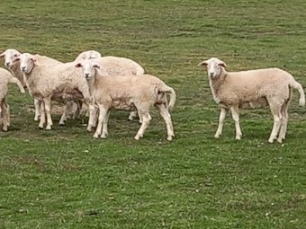 AUSTRALIAN WHITE EWE LAMBS x 11 AUSSIE WHITE TOP QUALITY FUTURE BREEDERS EWE LAMBS