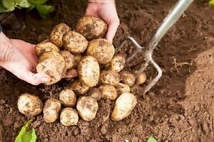 Atlantic Certifed Seed Potatoes.