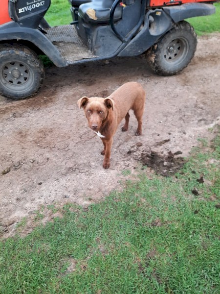Kelpie/ Border Collie Pup