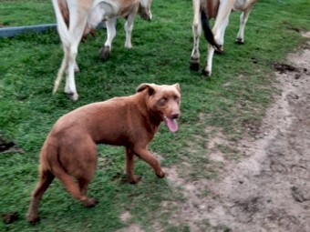 Kelpie/ Border Collie Pup
