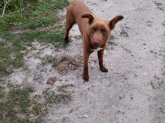 Kelpie/ Border Collie Pup