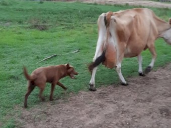 Kelpie/ Border Collie Pup