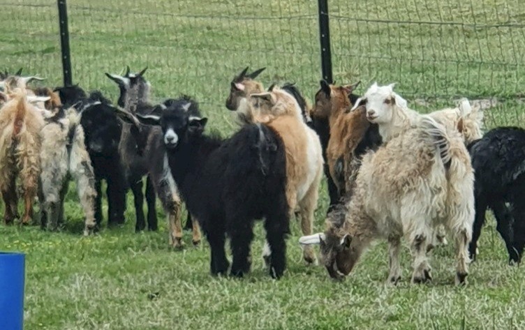 Boer and Rangeland Goats Bucks and Does