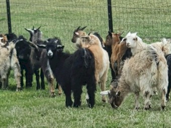 Boer and Rangeland Goats Bucks and Does