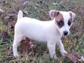 Meet Asher Jack Russell Pup