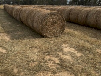 100mt Clover Hay 5x4 Rolls