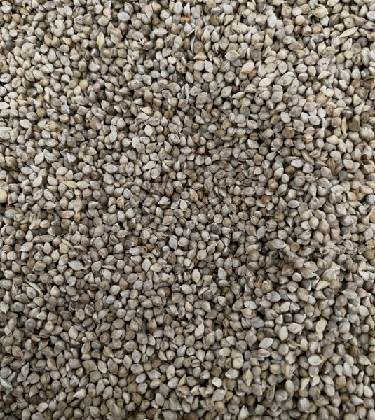 Shirohie Millet Planting Seed for Sale Graded and Germ tested