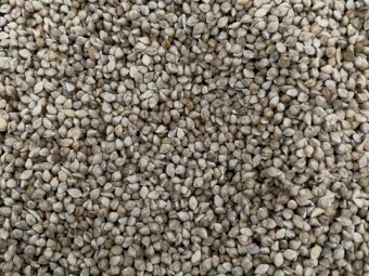Shirohie Millet Planting Seed for Sale Graded and Germ tested