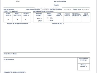 Shirohie Millet Planting Seed for Sale Graded and Germ tested