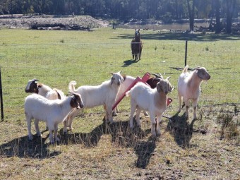 Boer and Rangeland Goats Bucks and Does