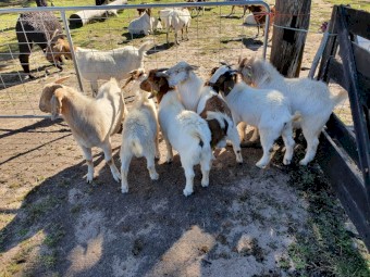 Boer and Rangeland Goats Bucks and Does