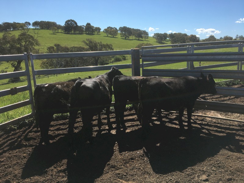 4 EU Angus heifers, 12 months old