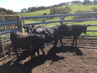 4 EU Angus heifers, 12 months old