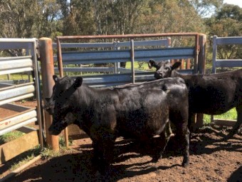 4 EU Angus heifers, 12 months old