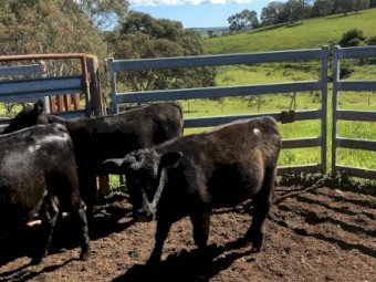4 EU Angus heifers, 12 months old