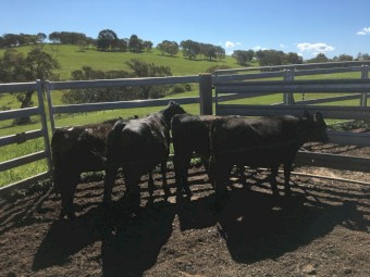 4 EU Angus heifers, 12 months old