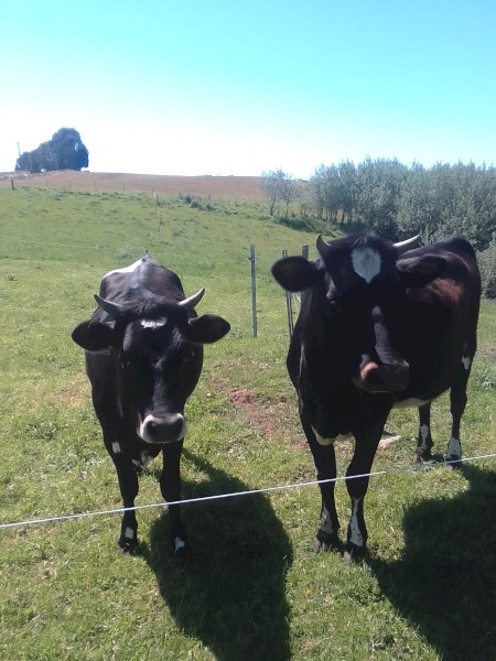 2 x Jersey x  first year heffers, great condition , both in calf 