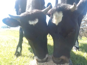 2 x Jersey x  first year heffers, great condition , both in calf 