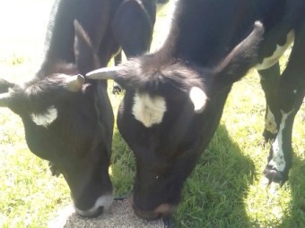 2 x Jersey x  first year heffers, great condition , both in calf 