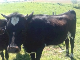 2 x Jersey x  first year heffers, great condition , both in calf 