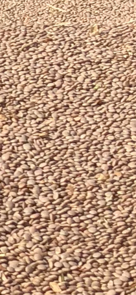 26mt Jumbo 2 Lentils. Number 1 grade old season. 