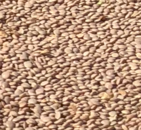26mt Jumbo 2 Lentils. Number 1 grade old season. 
