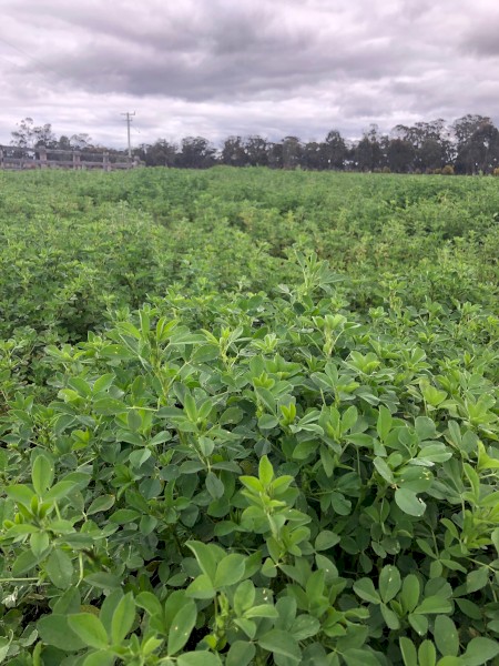 100 Lucerne Bales For Sale.